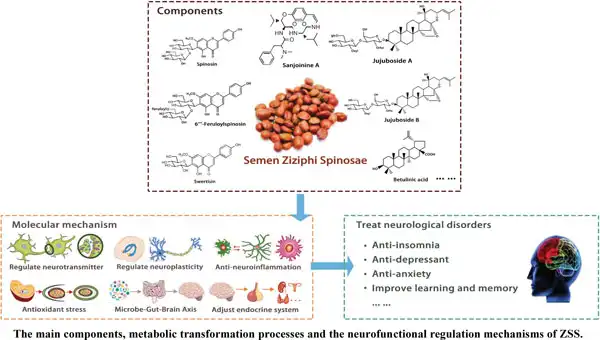 What are the active compounds in Semen Ziziphi Spinosae Extract?